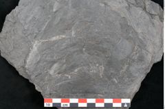 Foto (Detailansicht) von Plantae indet.  (NHMW-GEO-2024-0188-11544)